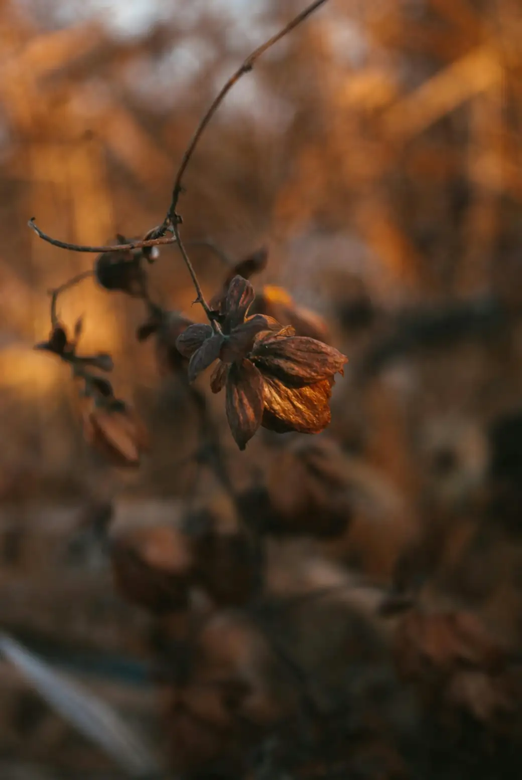brown tips on plant leaves