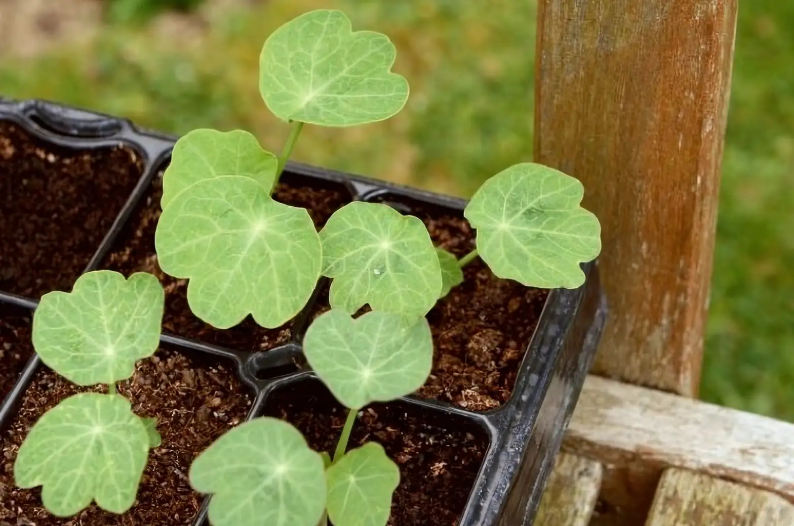 nasturtiums watering soil care