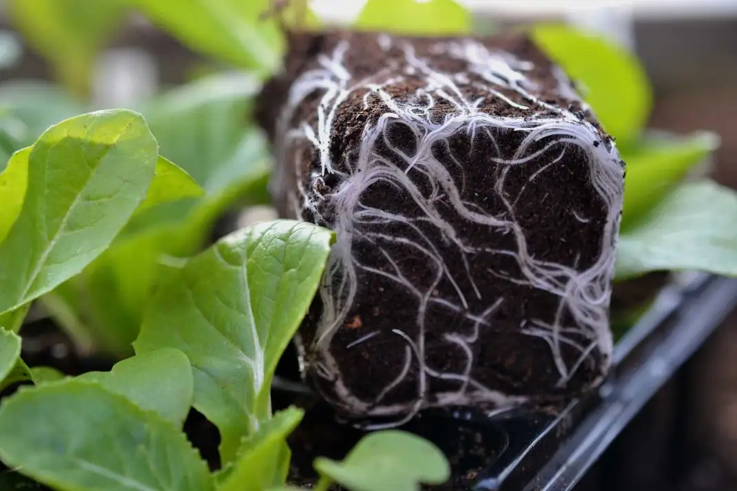 Digging Deeper: How to Check the Health of Your Plant Roots