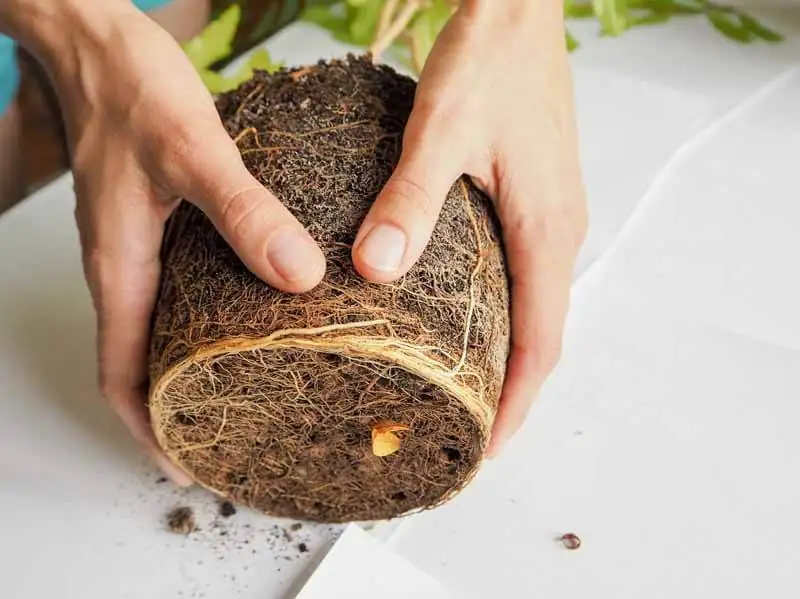 root bound plant in pot