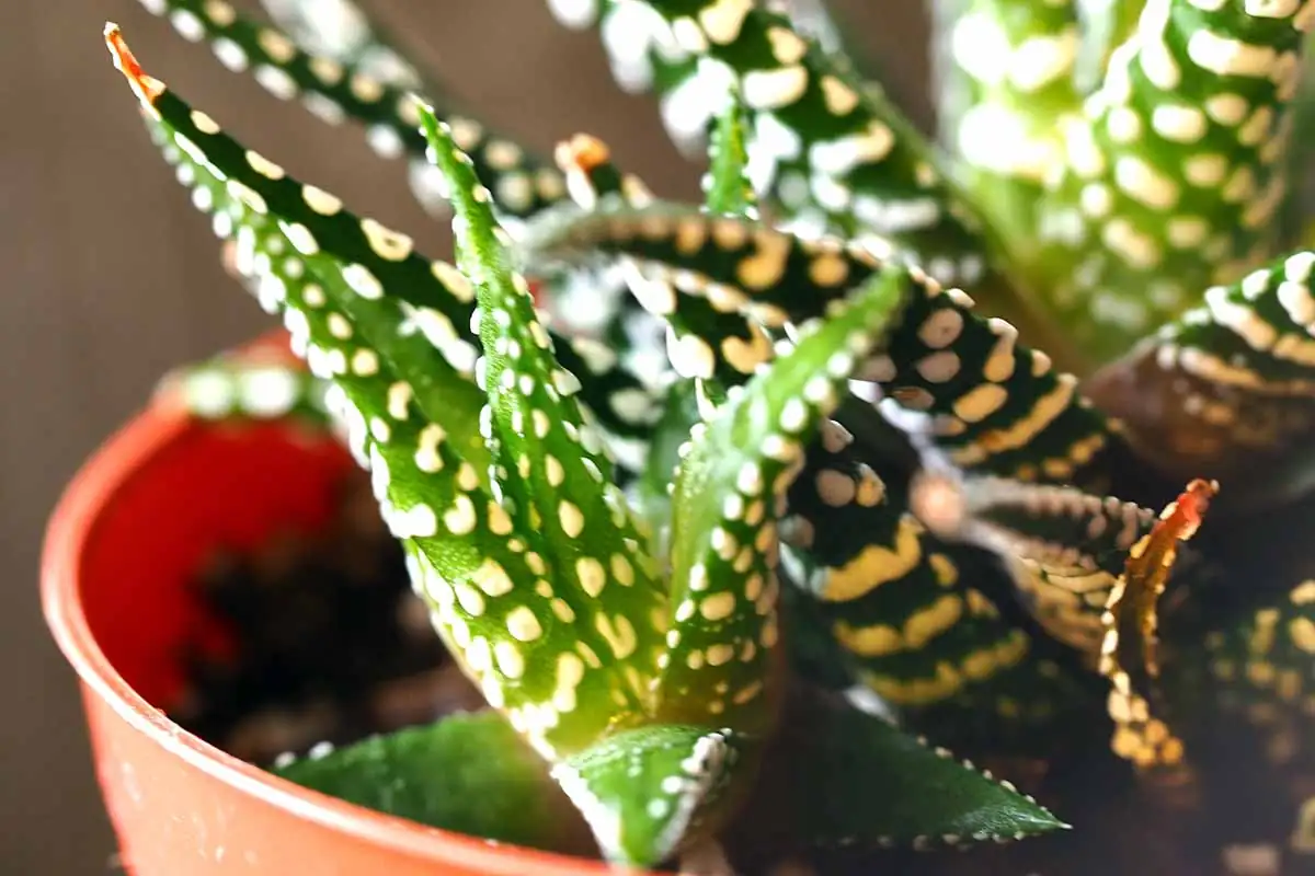 Zebra Haworthia Care Secrets: Keep Those Stripes Shining Bright!