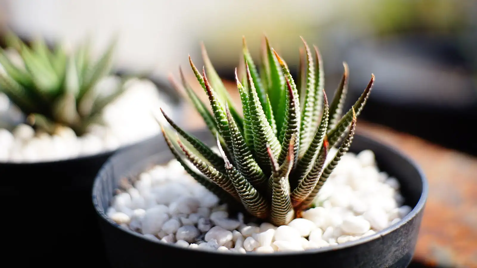 zebra haworthia in sunlight