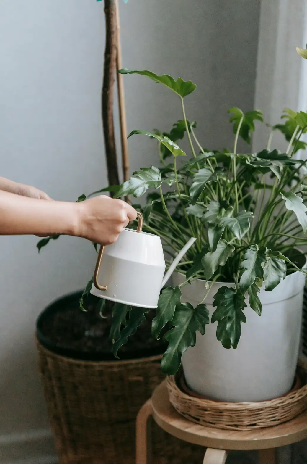 watering zebra haworthia plant