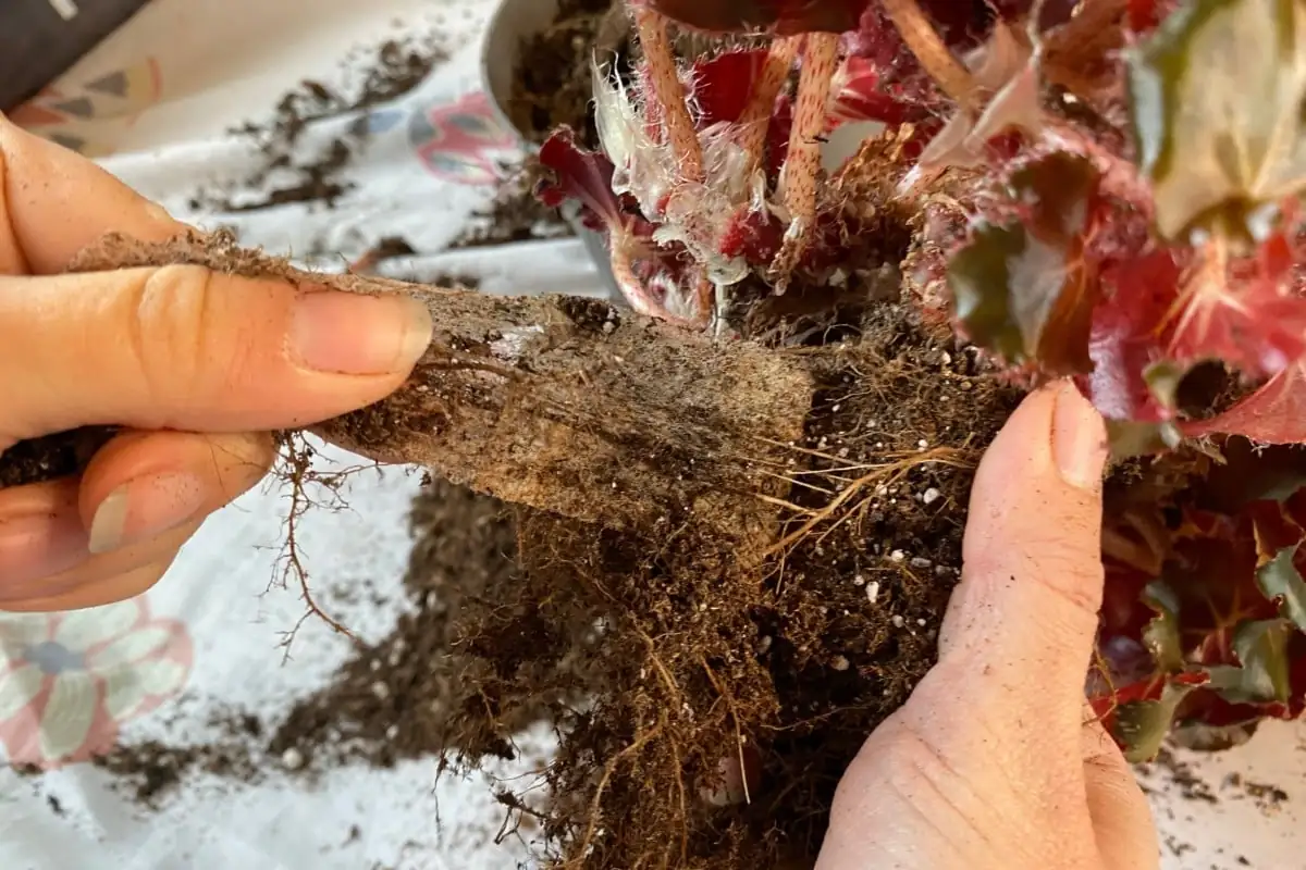 plant roots inspection hands