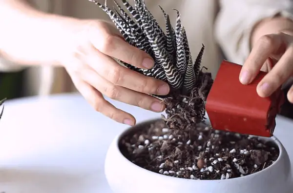 zebra haworthia in cactus soil