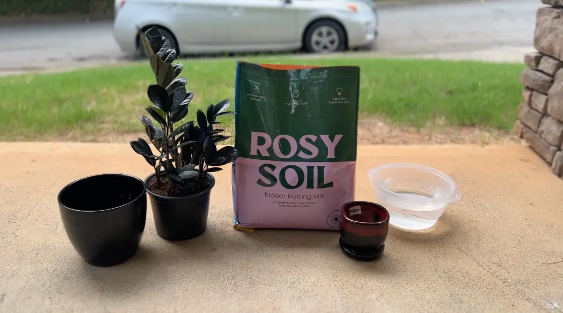 succulent in well-draining soil pot