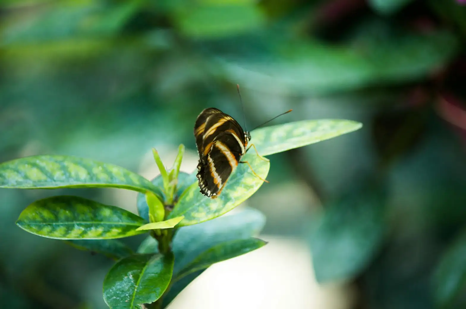 Battling Bugs and Blights: Troubleshooting Your Zebra Succulent’s Health