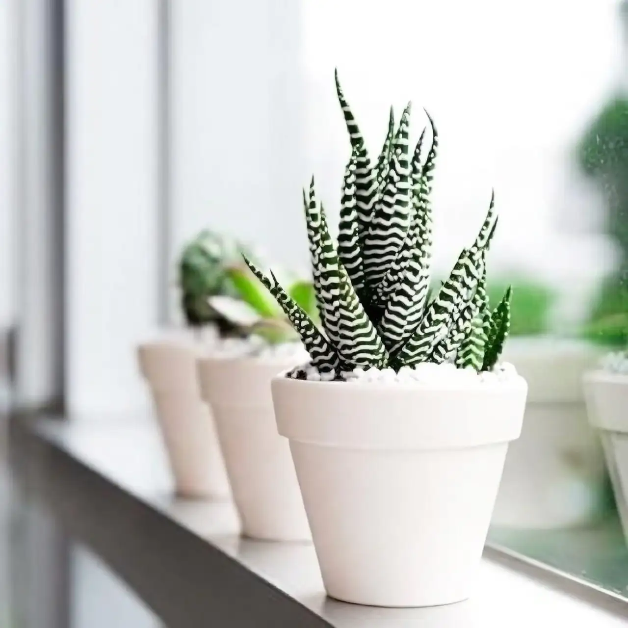 zebra haworthia root rot examination