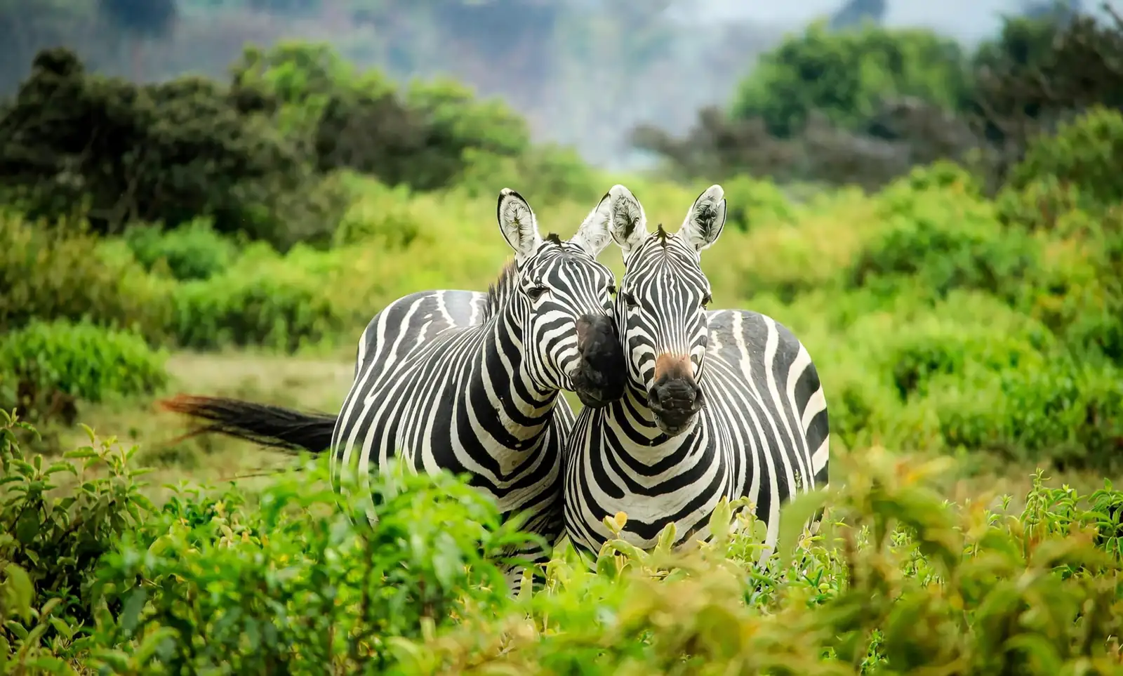 From the Wilds of South Africa: Zebra Haworthia’s Journey to Your Home