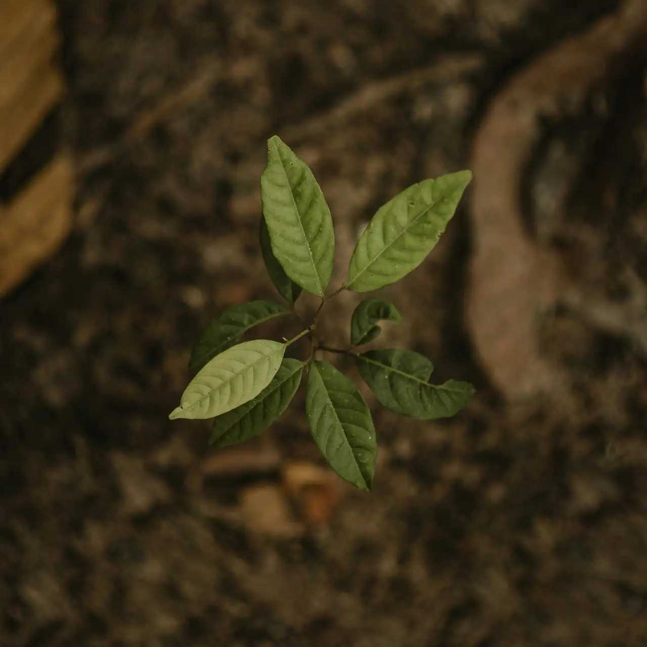 stunted plant with no new growth