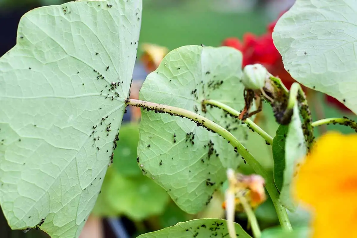 nasturtiums aphids pest control
