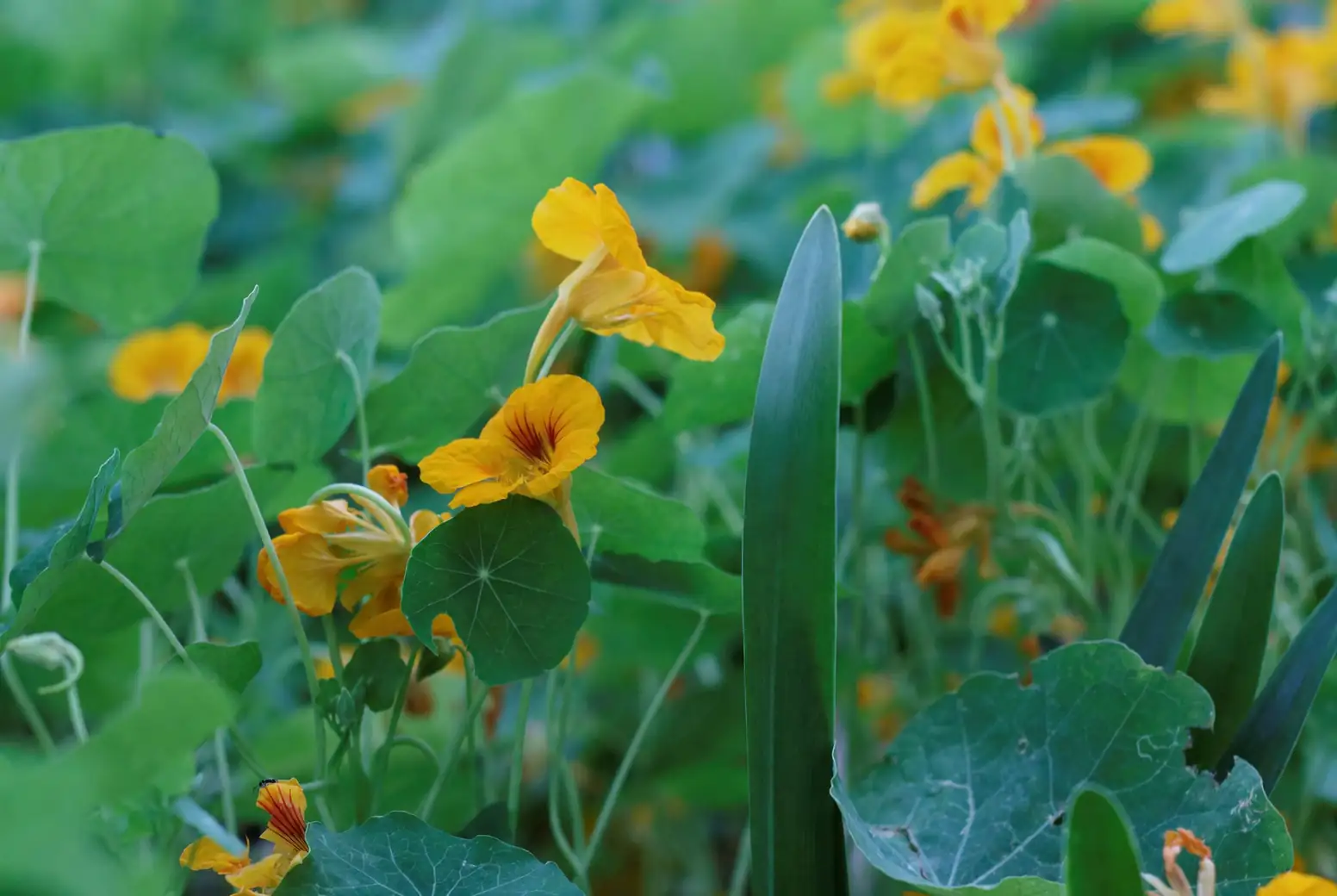 Defending Your Nasturtium: Battling Aphids and Other Pests