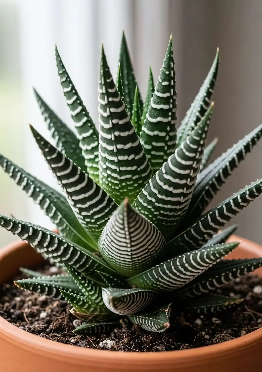 zebra haworthia on windowsill