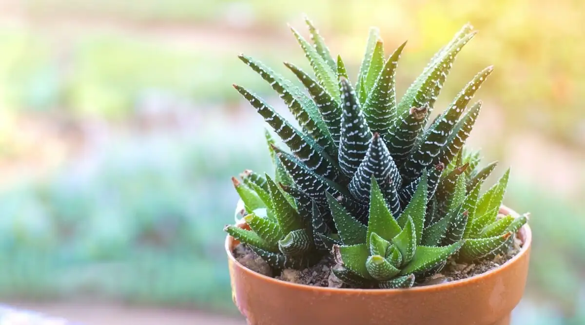 zebra haworthia close-up leaves