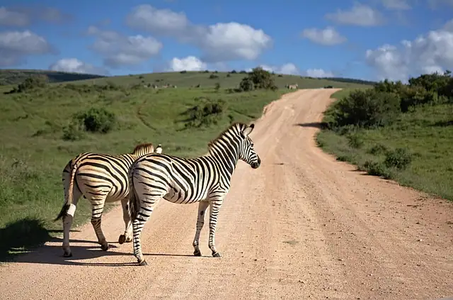 zebra haworthia in South African landscape