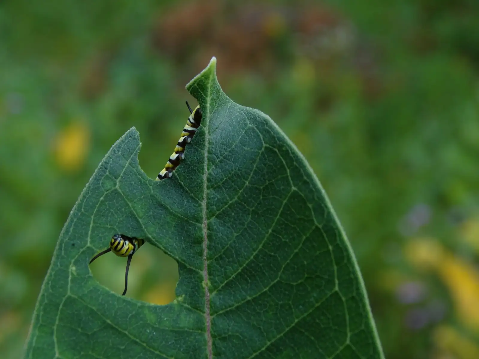 caterpillar on nasturtium leaf