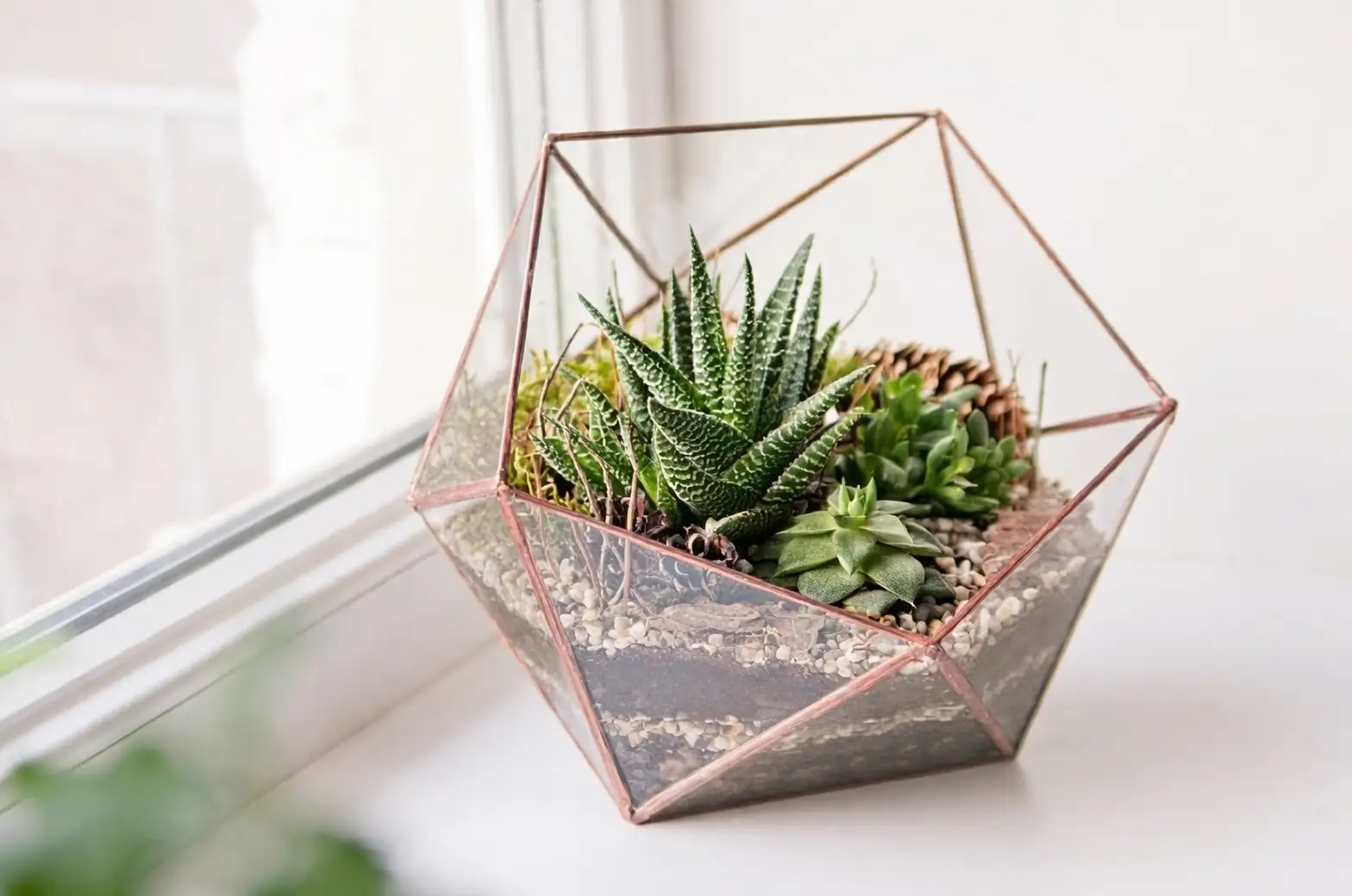 zebra haworthia in glass terrarium