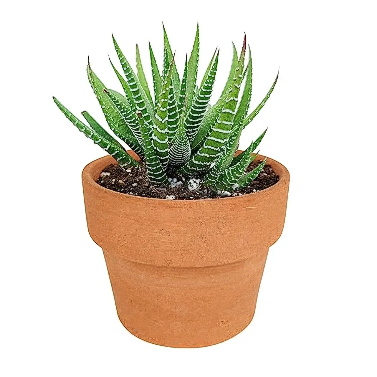zebra haworthia in clay pot