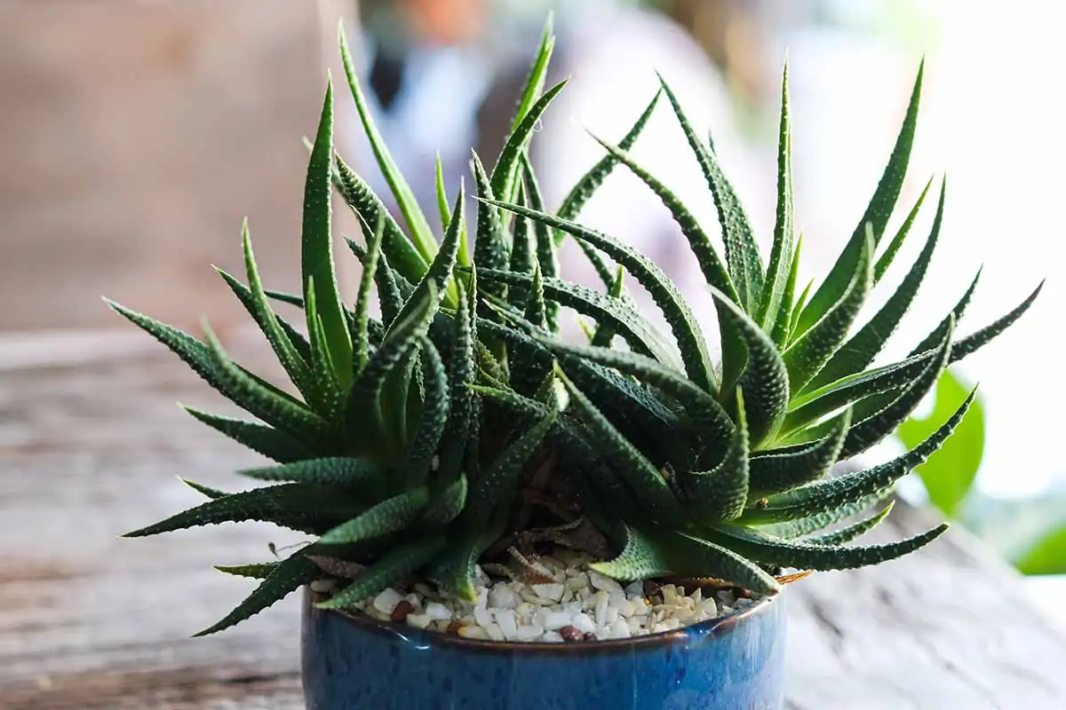 zebra haworthia on office desk