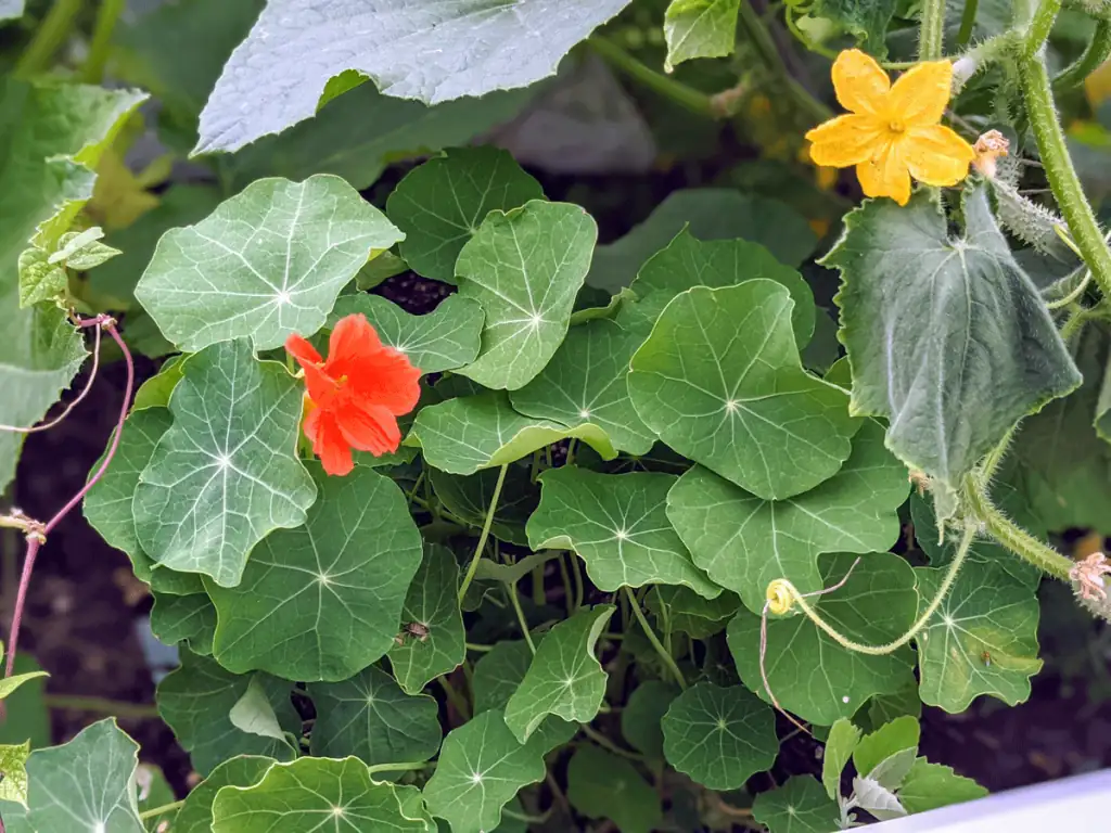 nasturtium companion planting vegetables