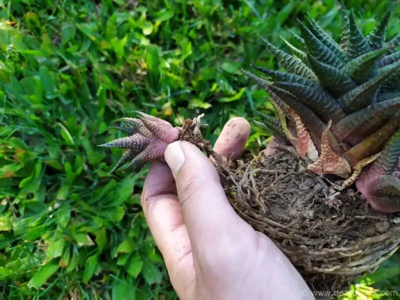 Zebra Haworthia offsets separation