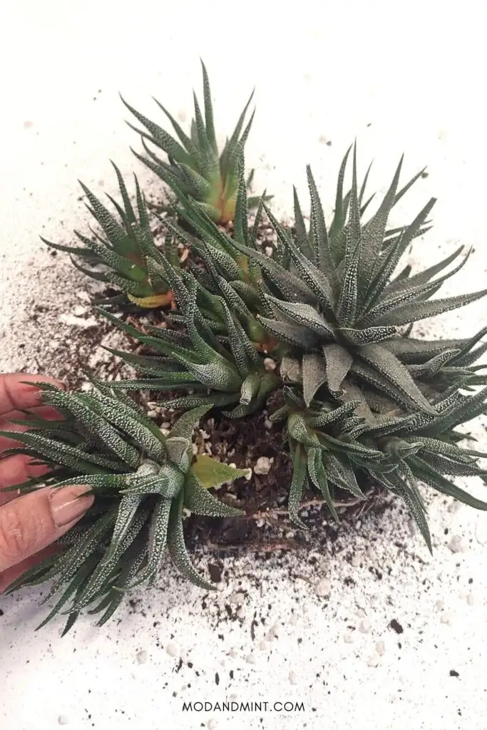 Zebra Haworthia leaf propagation setup