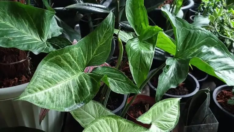 Why Your Houseplants Aren’t Blooming or Growing Leaves—and How to Fix It