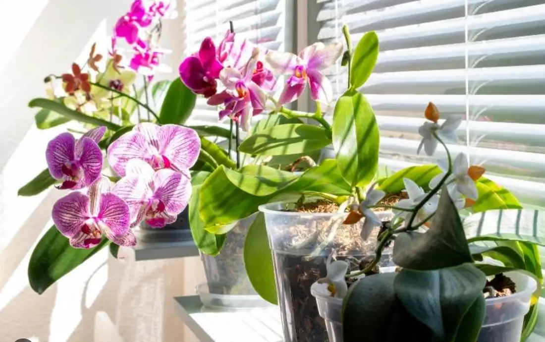 orchid in bright indirect light