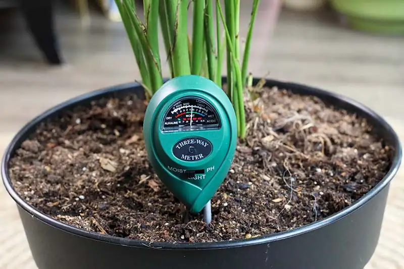 houseplant soil moisture test
