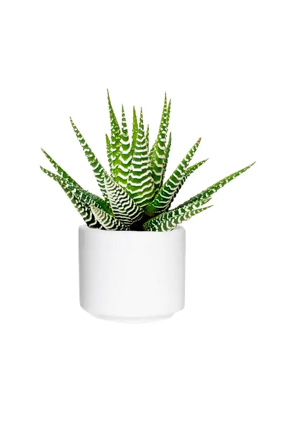aloe vera and zebra haworthia arrangement