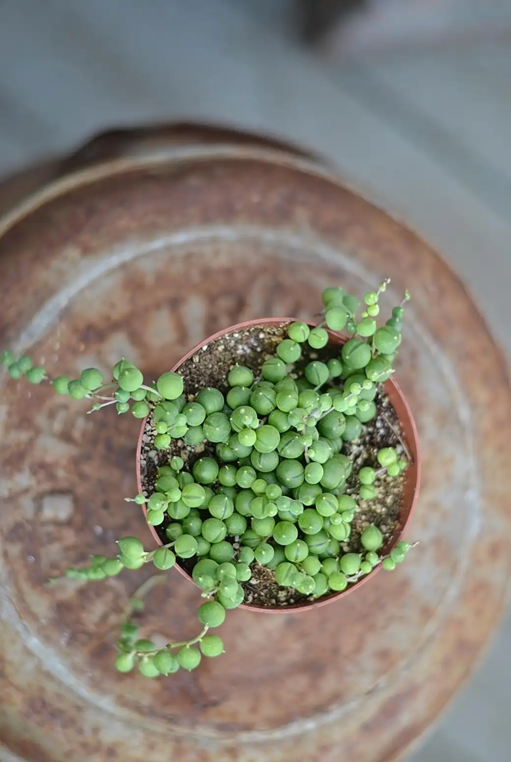 string of pearls and zebra haworthia display