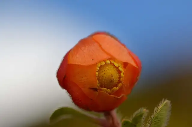 From Andean Heights to Garden Delights: The Rich Journey of Nasturtiums