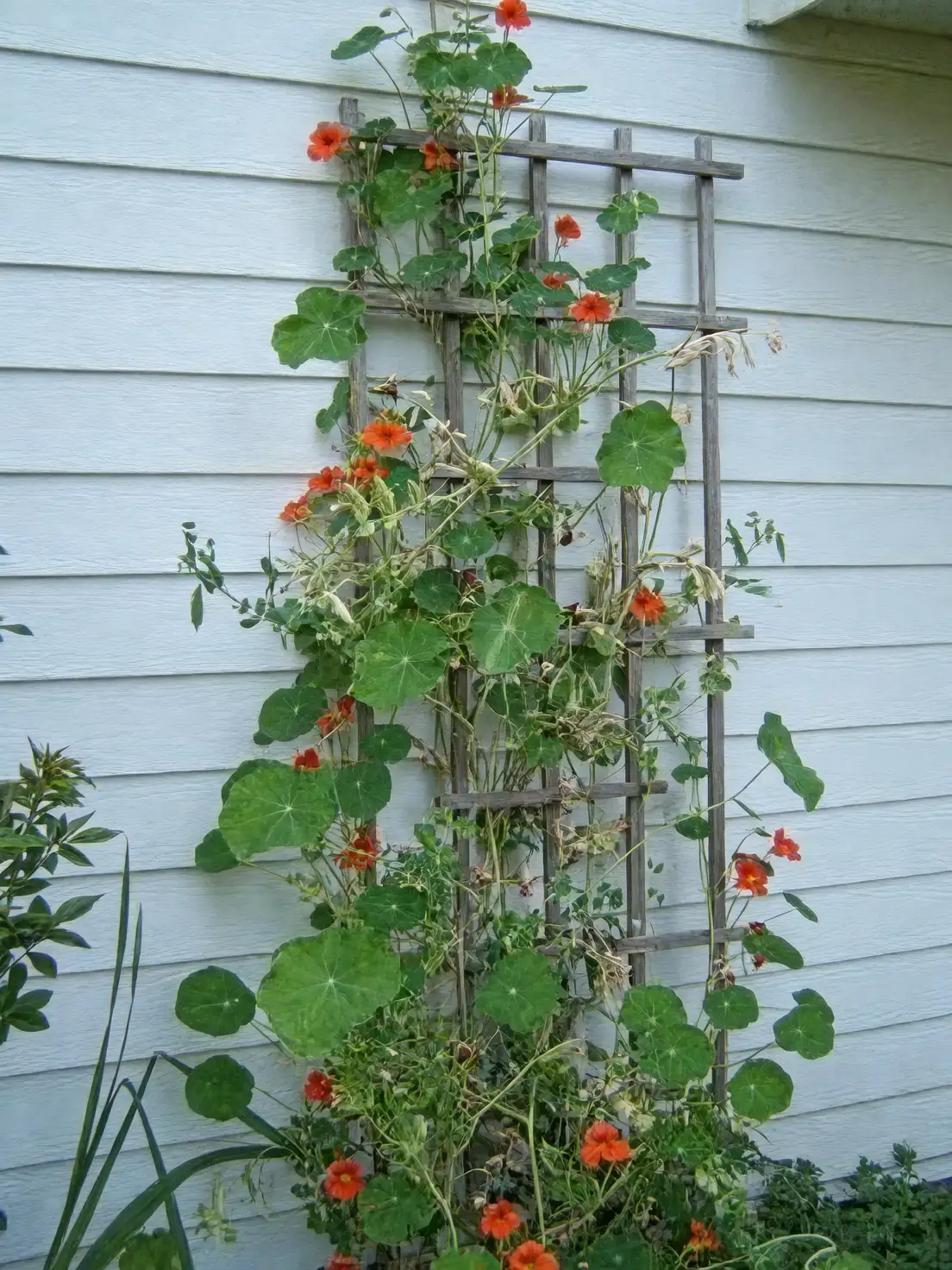 nasturtium trailing vine trellis