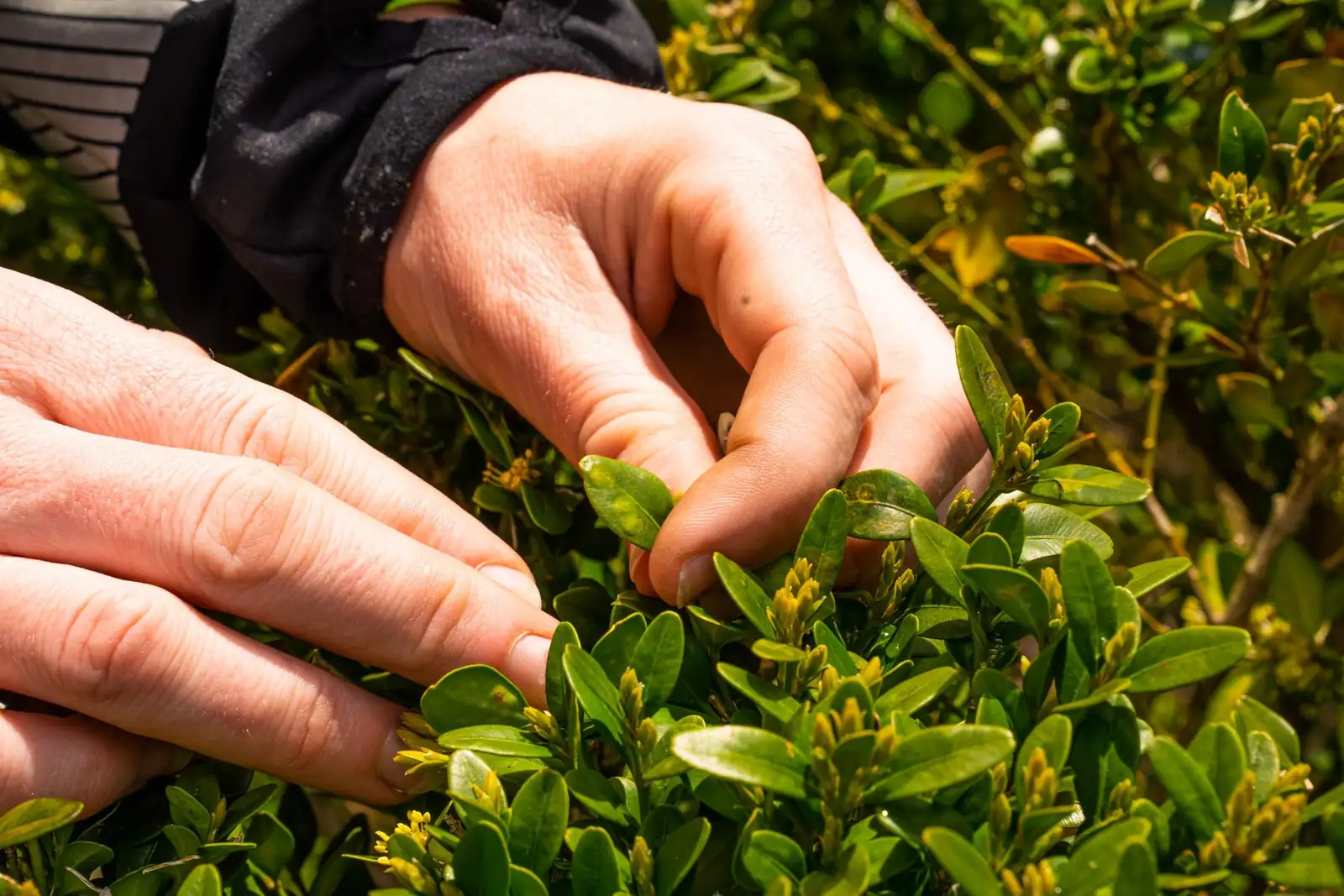 Breathe New Life into Your Plants: A Practical Guide to Revival and Care
