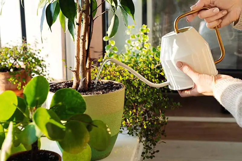watering houseplant with watering can
