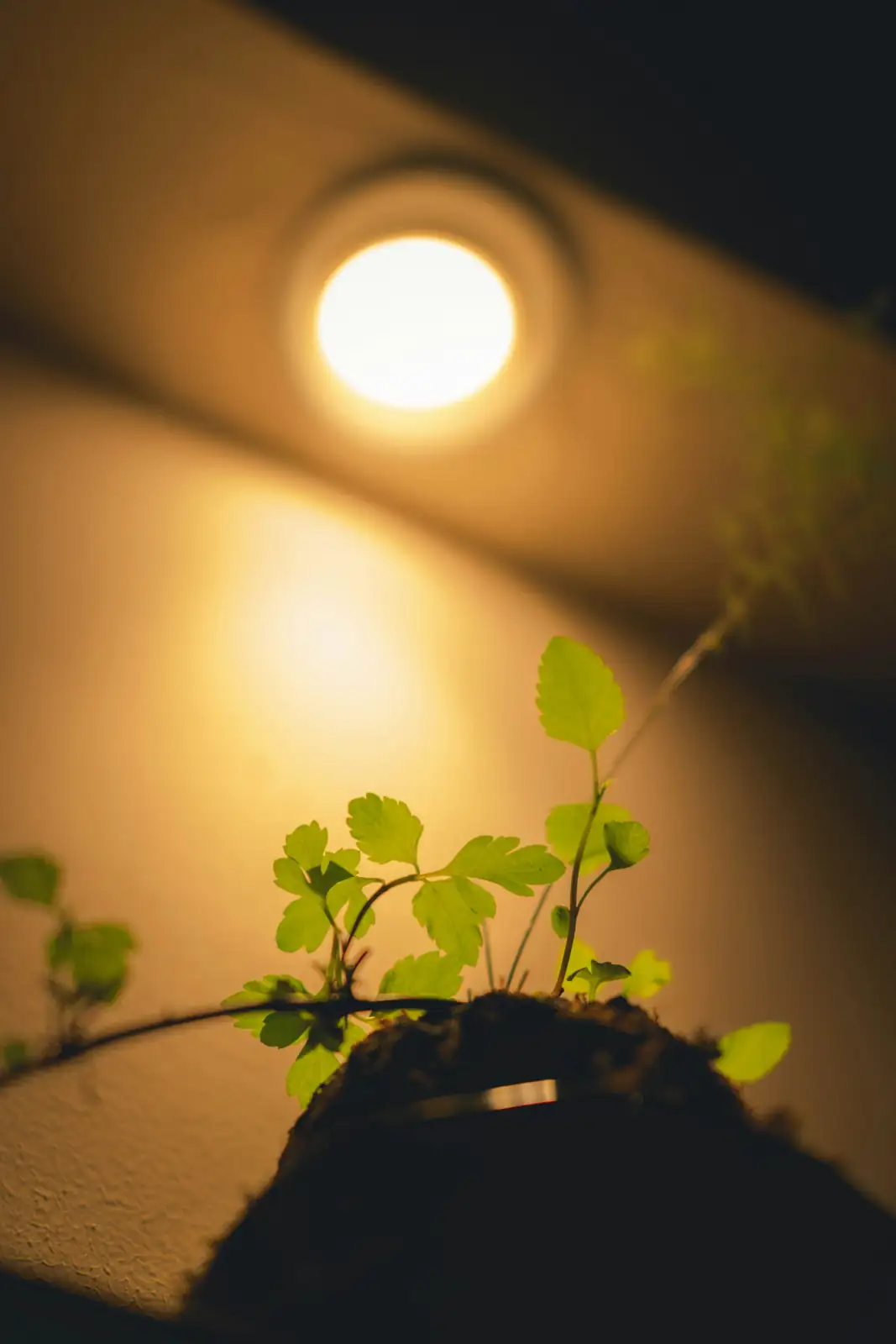 houseplant in bright indirect light