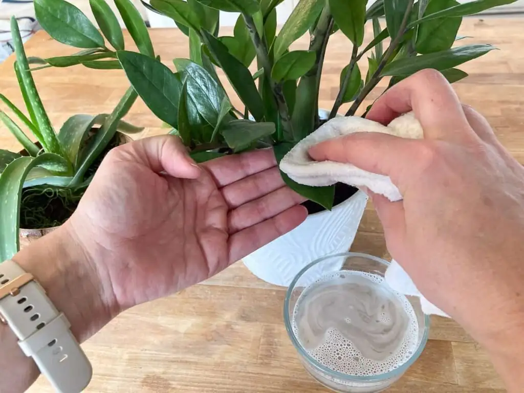 cleaning plant leaves with soap solution