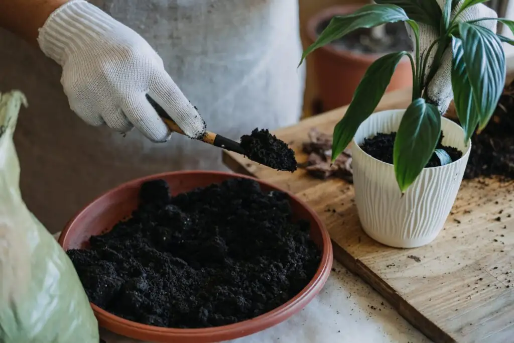 repotting houseplant with fresh soil