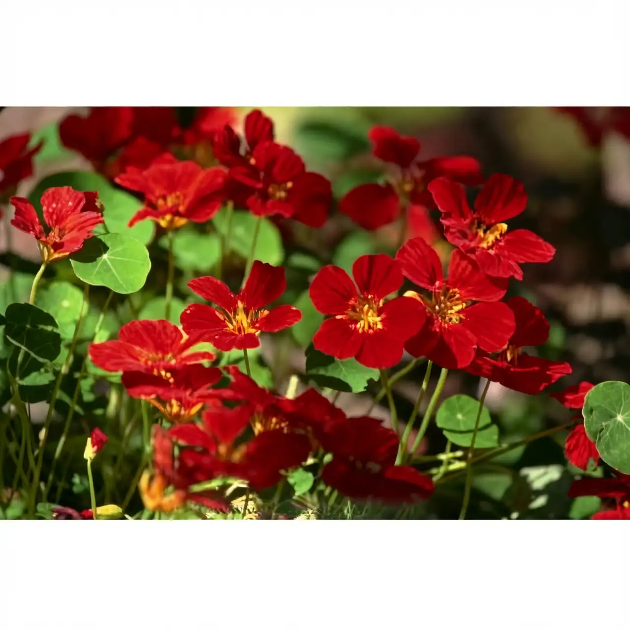 Nasturtium Quirks: Why Do These Flowers Glow at Dusk?