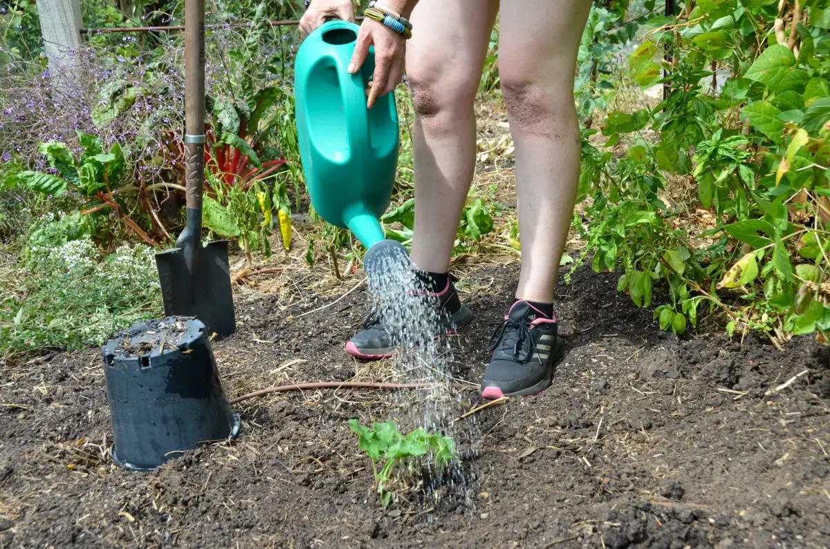 Rescue Your Droopy Green Friends: Revive Wilting Plants After Transplanting