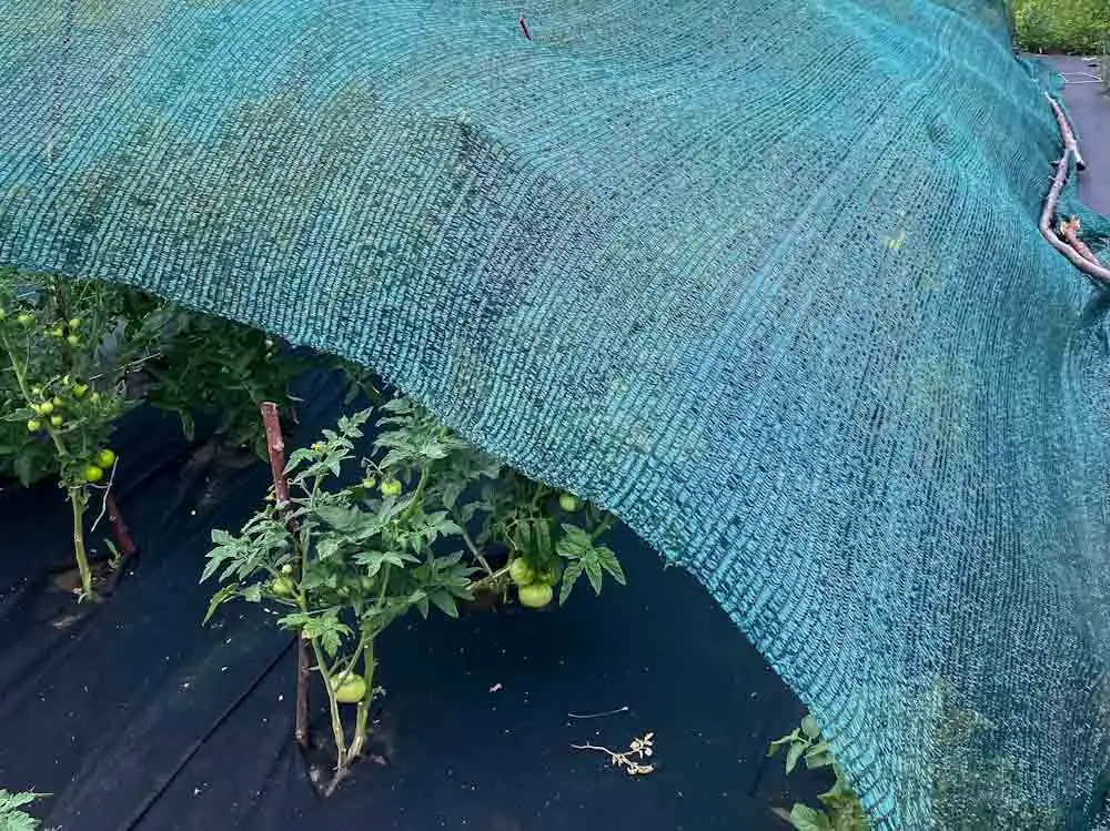 shade cloth over garden plants