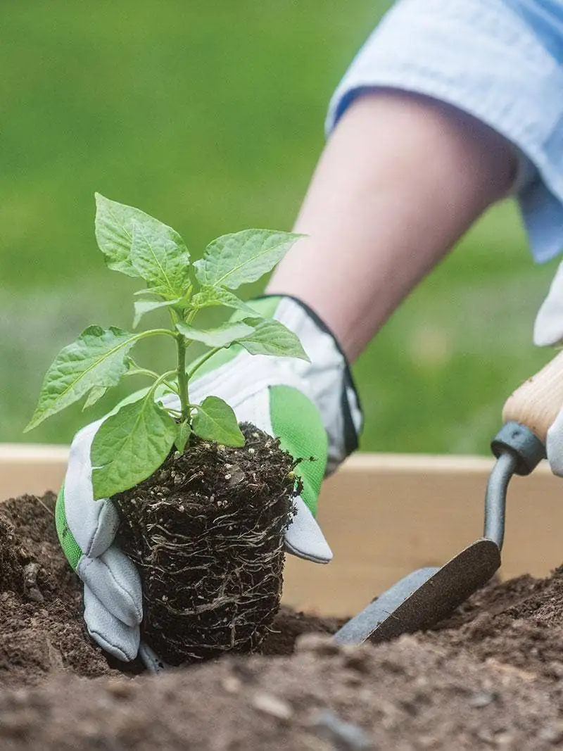 gardener transplanting in evening light