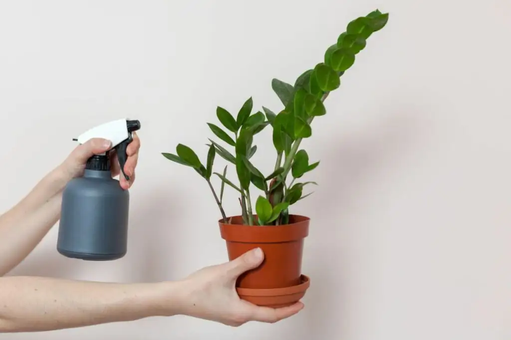 ZZ Plant watering process