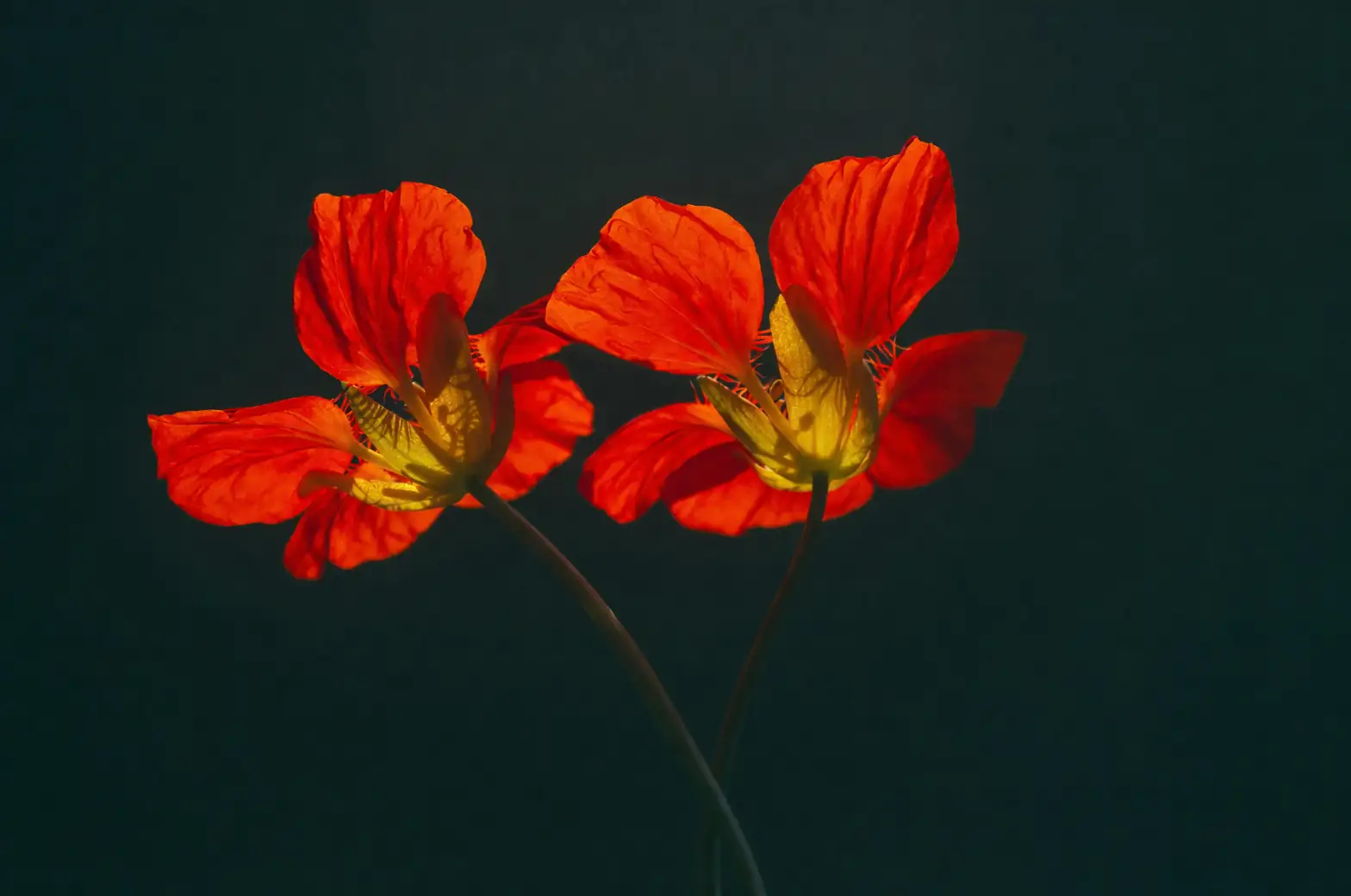 nasturtium glowing dusk
