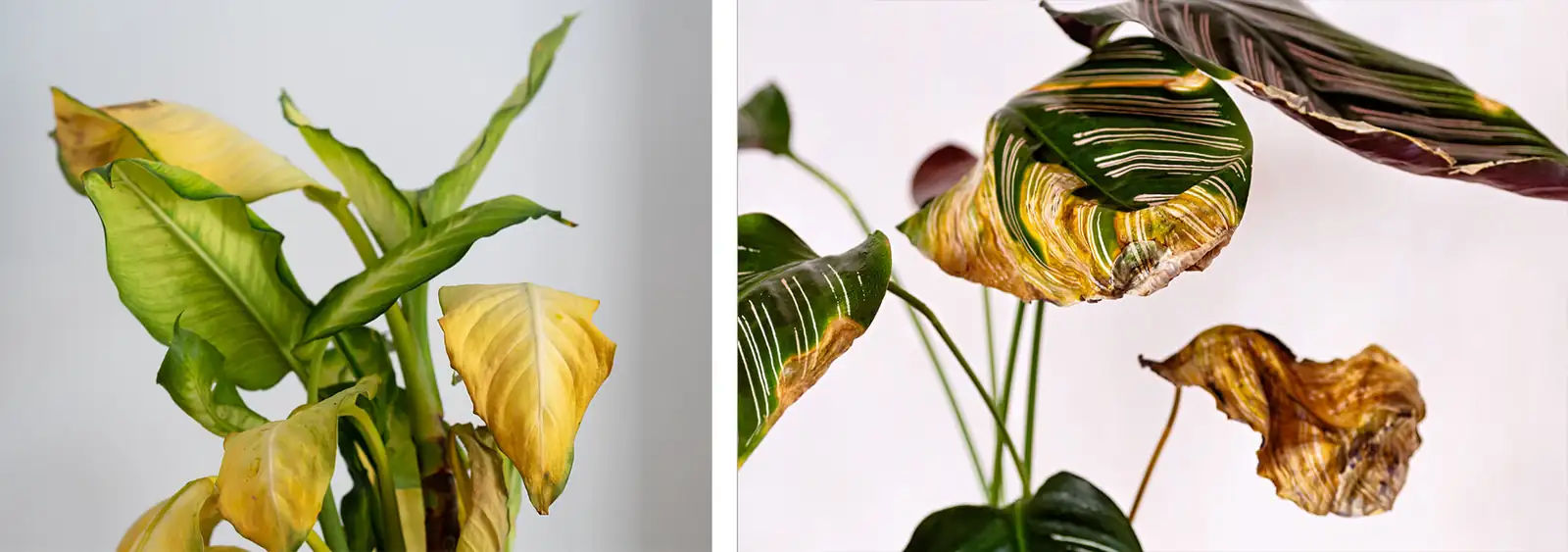 yellowing plant leaves close-up