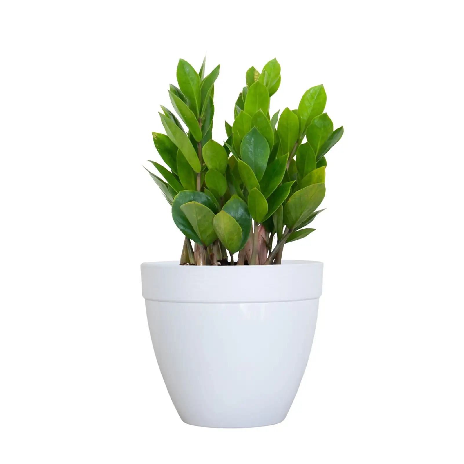 ZZ Plant in modern nursery