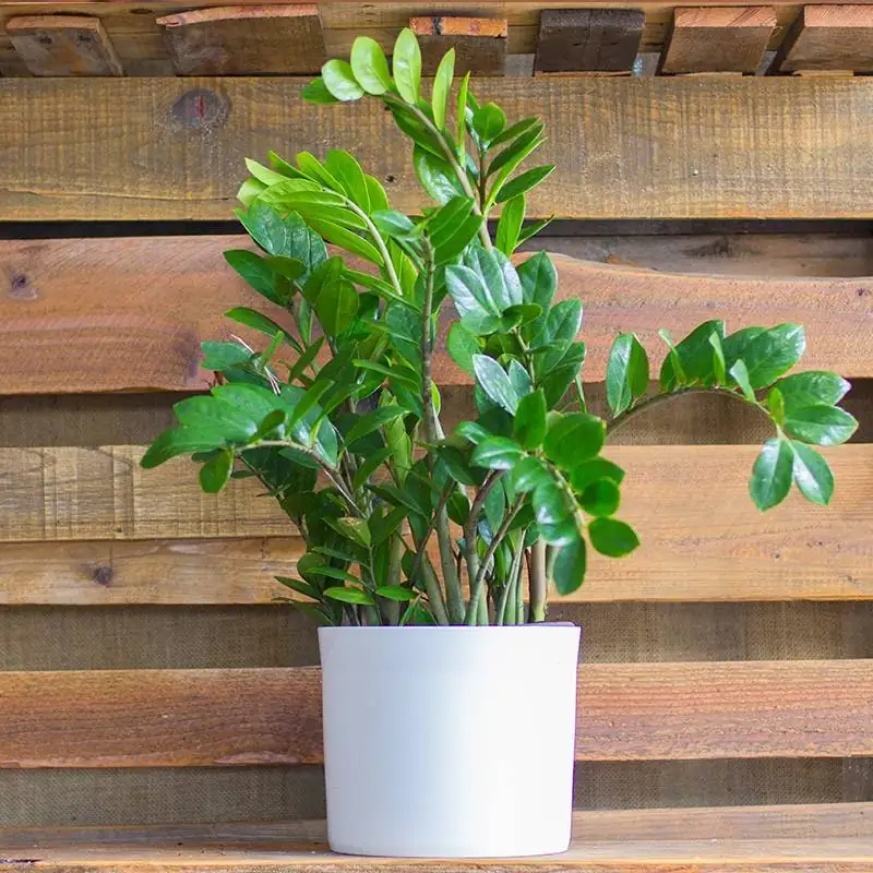 ZZ Plant in Asian market