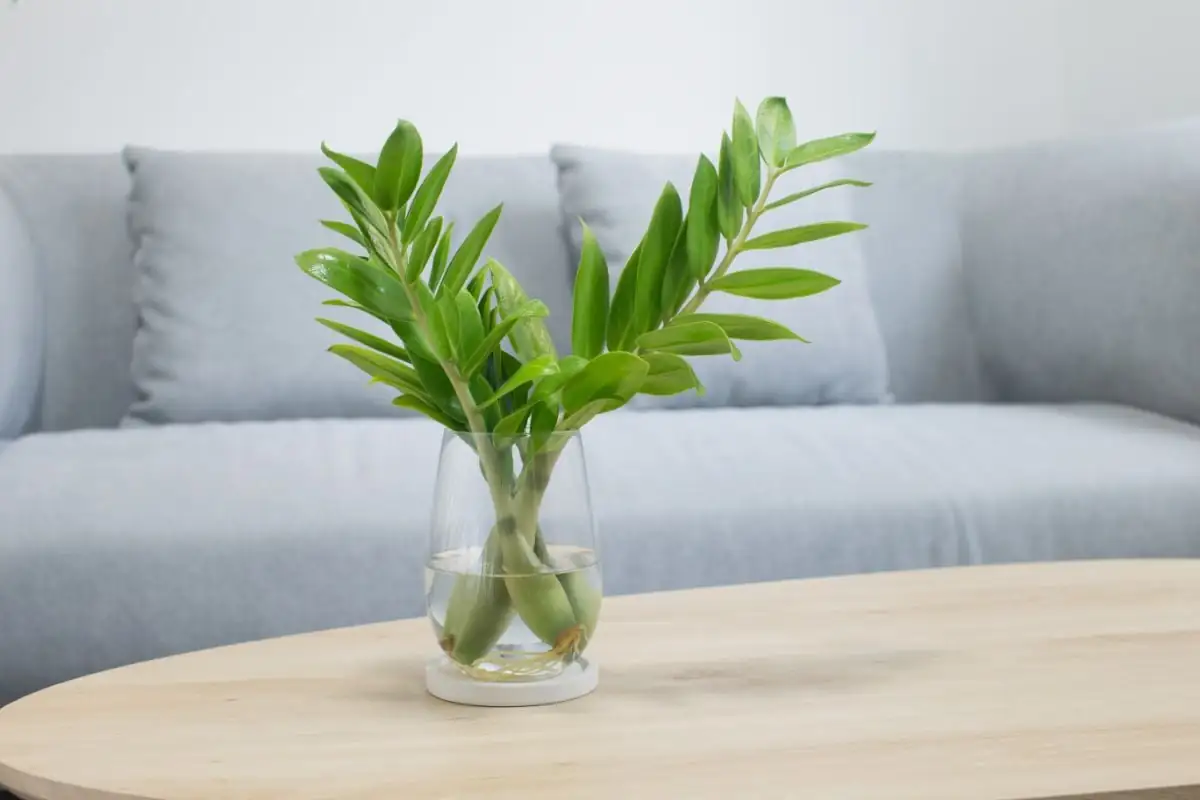 ZZ Plant in water vase