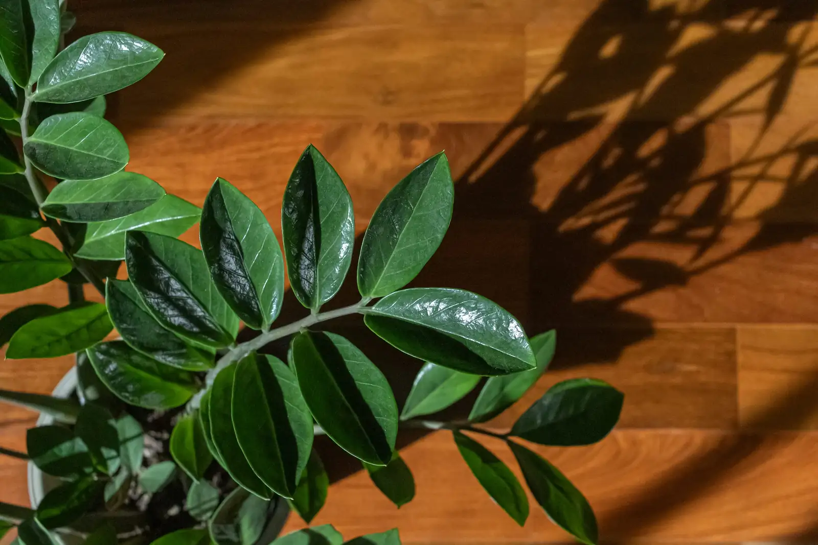 ZZ Plant in low light room