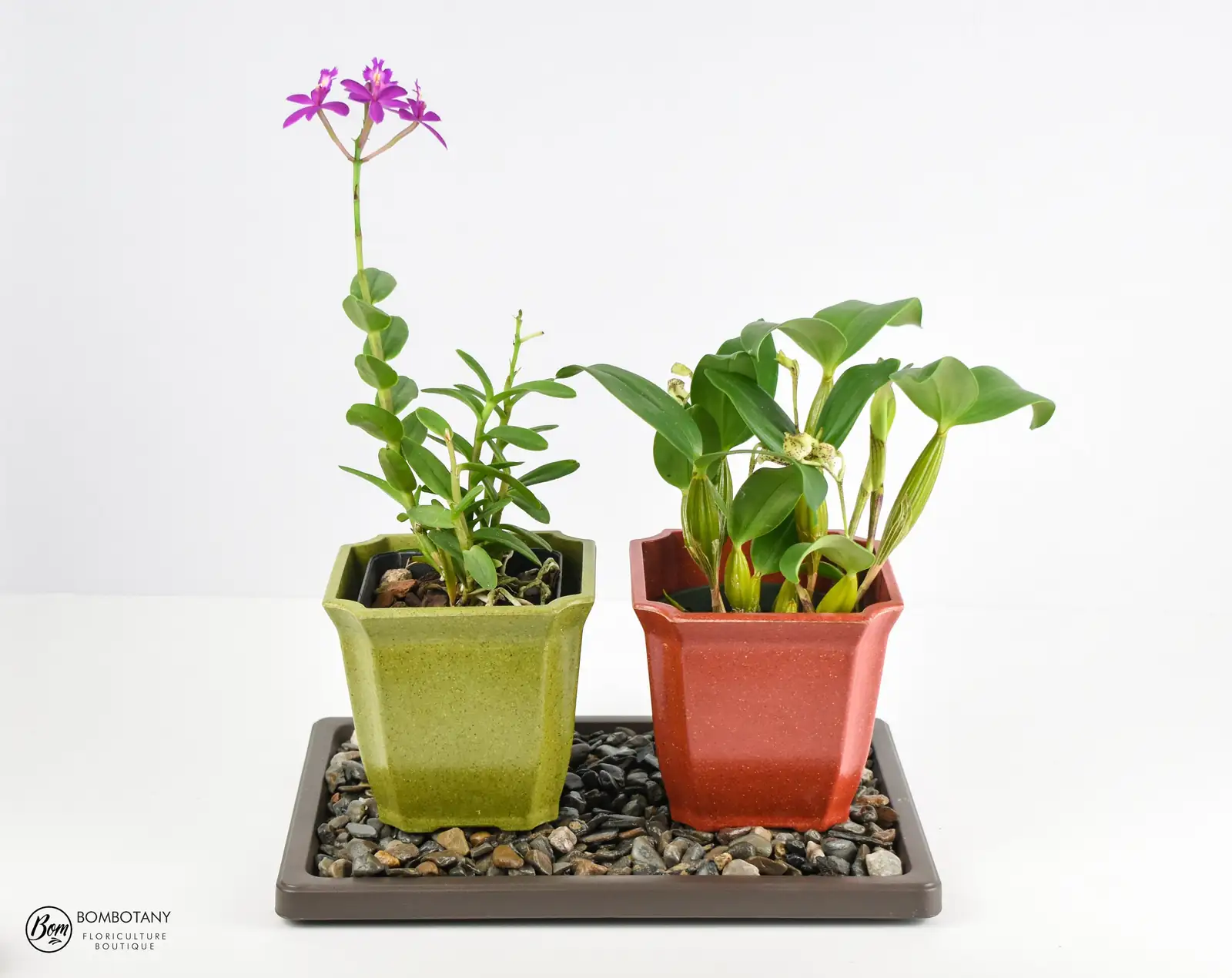 houseplant humidity tray setup
